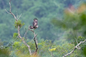 Jerdon's Baza (Aviceda jerdoni) (1)