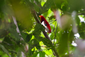 King Bird-of-Paradise (Cicinnurus regius) (2)