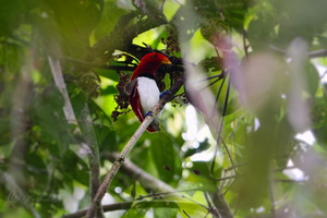 King Bird-of-Paradise (Cicinnurus regius) (5)