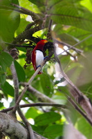 King Bird-of-Paradise (Cicinnurus regius) (7)