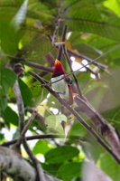 King Bird-of-Paradise (Cicinnurus regius) (8)