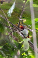 King Bird-of-Paradise (Cicinnurus regius) (9)