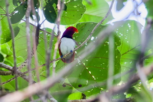 king bird-of-paradise (Cicinnurus regius)02