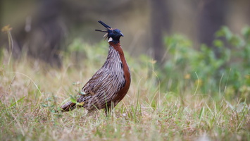 koklass pheasant (Pucrasia macrolopha)