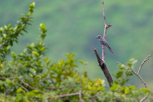 Large Cuckooshrike (Coracina macei)