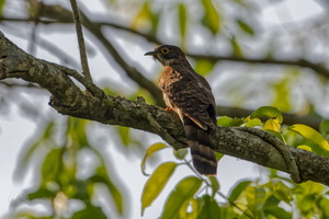 Large Hawk-Cuckoo (Hierococcyx sparverioides)