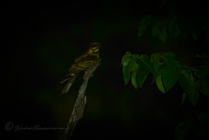 Large-tailed Nightjar (Caprimulgus macrurus) (2)