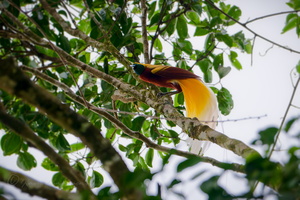 Lesser Bird-of-paradise (Paradisaea minor)