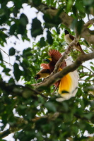 Lesser Bird-of-Paradise (Paradisaea minor)01 (1)