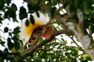 Lesser Bird-of-paradise (Paradisaea minor)01 (3)