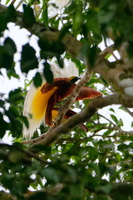 Lesser Bird-of-paradise (Paradisaea minor)02 (2)