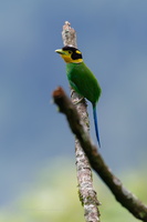 Long-tailed broadbill (Psarisomus dalhousiae) (1)