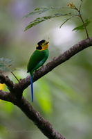 Long-tailed broadbill (Psarisomus dalhousiae) (2)