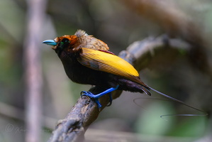 Magnificent bird-of-paradise (Cicinnurus magnificus) (2)