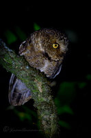 Mountain scops owl (Otus spilocephalus)
