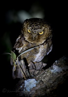 Mountain scops owl (Otus spilocephalus)01