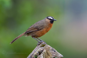 Nilgiri laughingthrush (Montecincla cachinnans)