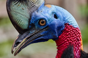 Northern Cassowary (Casuarius unappendiculatus) (2)