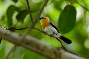 Ochre-collared Monarch (Arses insularis)