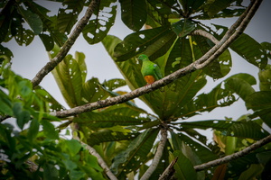 Orange-bellied Fruit Dove (Ptilinopus iozonus) (1)