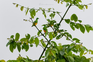 Orange-bellied Fruit Dove (Ptilinopus iozonus) (2)