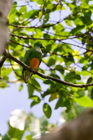 Orange-bellied Fruit Dove (Ptilinopus iozonus)01