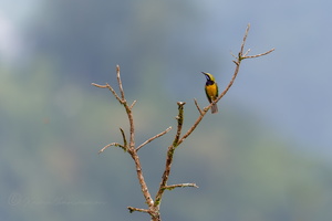Orange-bellied Leafbird (Chloropsis hardwickii)