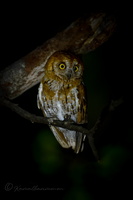 Oriental Scops Owl (Otus sunia)  (1)