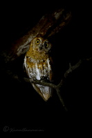 Oriental Scops Owl (Otus sunia)  (2)