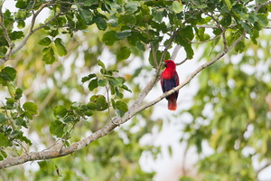Papuan Eclectus (Eclectus polychloros)  (1)