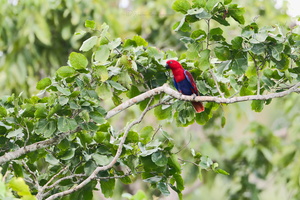 Papuan Eclectus (Eclectus polychloros)  (2)