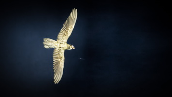 Papuan Nightjar (Eurostopodus papuensis) 