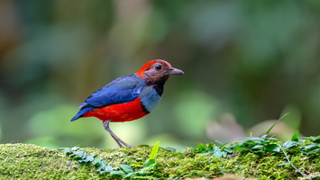 Papuan pitta (Erythropitta macklotii)