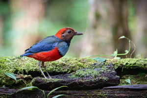 Papuan Pitta (Erythropitta macklotii)01