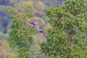 Pinon's Imperial-pigeon (Ducula pinon)