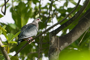 Pinon's Imperial-Pigeon (Ducula pinon)01