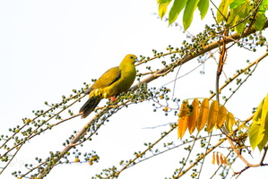 Pin-tailed green pigeon (Treron apicauda)  (1)