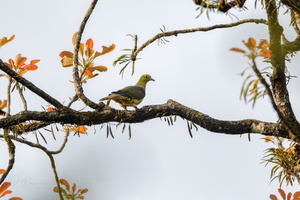 Pin-tailed green pigeon (Treron apicauda)  (2)