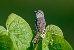 Plain prinia (Prinia inornata)
