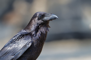Punjab Raven (Corvus corax subcorax) (1)
