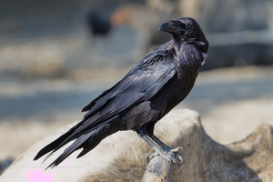 Punjab Raven (Corvus corax subcorax) (2)