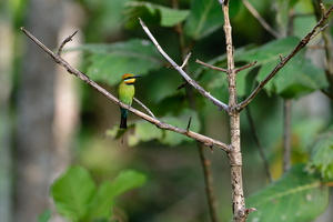 Rainbow Bee-eater (Merops ornatus) (1)