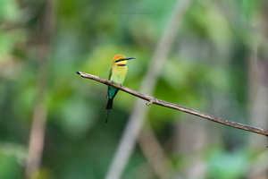 Rainbow Bee-eater (Merops ornatus) (2)