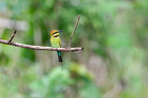 Rainbow Bee-eater (Merops ornatus) (3)