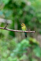 Rainbow Bee-eater (Merops ornatus) (4)