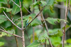 Rainbow Bee-eater (Merops ornatus) (5)