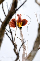 Red Bird-of-paradise (Paradisaea rubra)