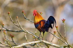 Red junglefowl (Gallus gallus) (1)