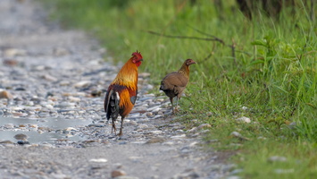Red junglefowl (Gallus gallus) (2)
