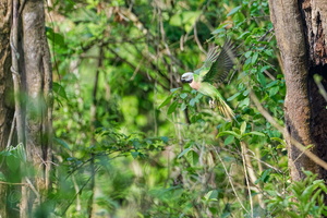 Red-breasted parakeet (Psittacula alexandri)